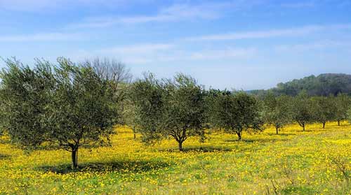 olivos